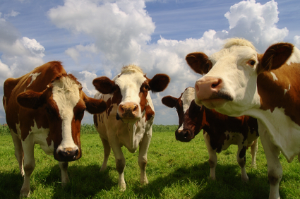 Cows are worried because warm weather will kill their milk production capacity. Cows 2
